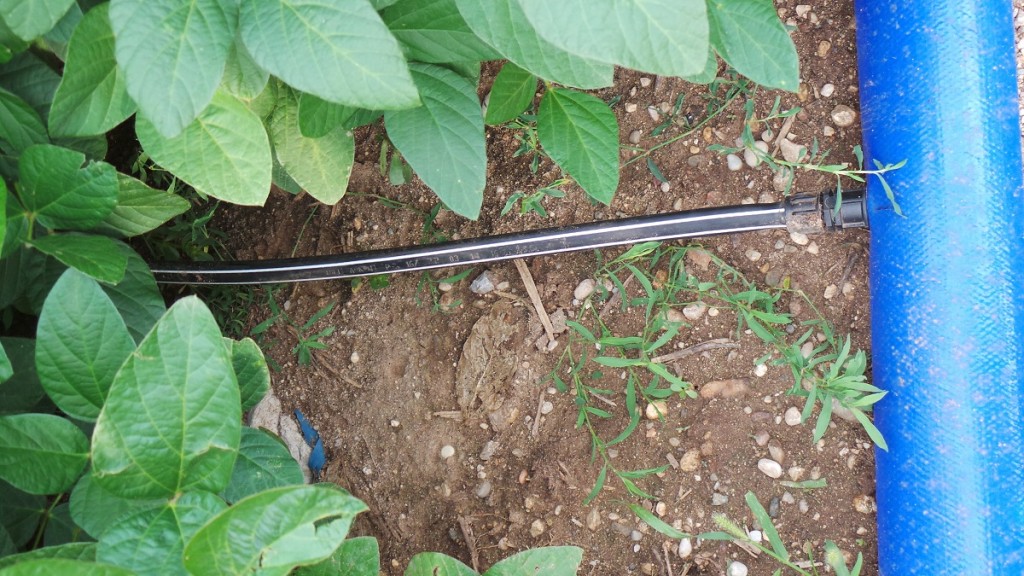 L’irrigazione a manichetta applicata alla soia potrebbe garantire rese superiori a 4-6 ql/ha rispetto al rotolone o allo scorrimento.