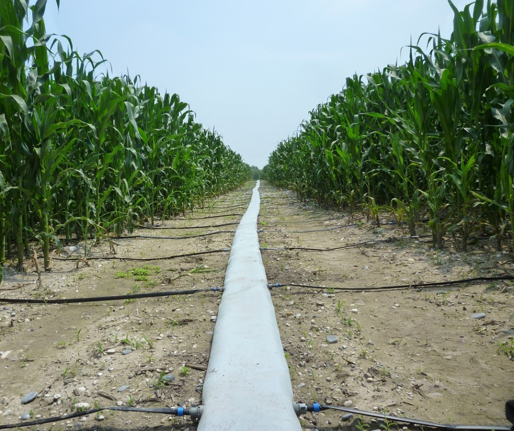 I sistemi a goccia su mais e soia: un'irrigazione a regola d'arte