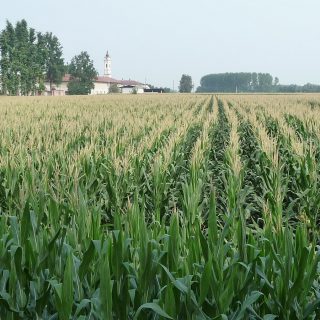 Diserbo cereali: sì a un solo intervento, ma in quale epoca? Ecco la  risposta